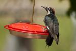 Acorn Woodpecker Melanerpes formicivorus