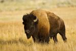 American Bison, Bos bison