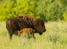 American Bison, Bison bison, 