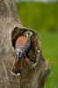 American Kestrel Falco sparverius 