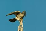 American Kestrel Falco sparverius 