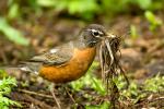 American Robin with nesting material