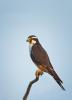 Aplomado Falcon (Falco femoralis)