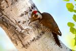 Arizona Woodpecker, Picoides arizonae