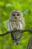 Barred Owl, Strix varia, 