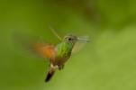 Berylline Hummingbird, Amazilia beryllina
