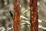 Black-backed Woodpecker, Picoides arcticus