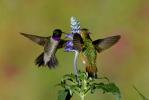 Black-chinned Hummingbird, Archilochus alexandri