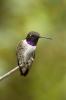 Black-chinnned Hummingbird, Archilochus alexandri