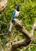 Black-throated Magpie-Jay, Calocitta colliei, 