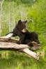 Black Bear, Ursus americanus, 