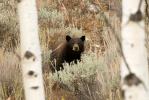 Black Bear, Ursus americanus 