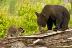 Black Bear Ursus americanus and Northern Raccoon