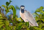 Boat-billed Heron, Cochlearius cochlearius