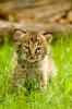 Bobcat Lynx rufus, kitten