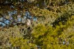 Boreal Owl Aegolius funereus
