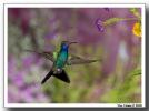 Broad-billed Hummingbird (Cynanthus latirostris)