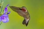 Broad-tailed Hummingbird, Selasphorus platycercus