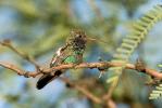 Broad-billed Hummingbird (Cynanthus latirostris)