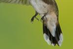 Broad-tailed Hummingbird, Selasphorus platycercus, feet