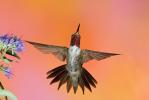 Broad-tailed Hummingbird (Selasphorus platycercus)