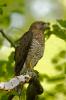 Broad-winged Hawk Buteo platypterus