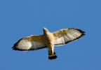 Broad-winged Hawk Buteo platypterus