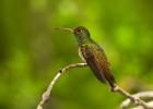 Buff-bellied Hummingbird (Amazillia yucatanensis)