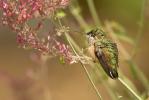 Calliope Hummingbird, Stellula calliope