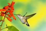 Calliope Hummingbird, Stellula calliope