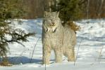 Canadian Lynx Lynx canadensis