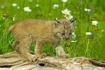 Canadian Lynx, Lynx canadensis