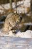 Canadian Lynx Lynx canadensis