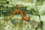 Cave Salamander, Eurycea lucifuga