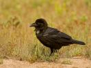 Chihuahuan Raven (Corvus cryptoleucus)