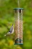 White-breasted Nuthatch on peanut feeder