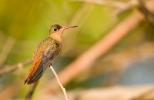 Cinnamon Hummingbird, Amazilia rutila