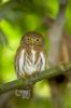 Colima Pygmy-Owl, Glaucidium palmarum,
