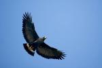 Common Black Hawk, Buteogallus anthracinus,