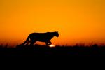 Cougar (Puma concolor) at sunrise