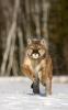 Cougar (Puma concolor) running in snow