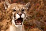 Cougar (Puma concolor) snarl