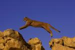 Cougar (Puma concolor) jumping across rocks