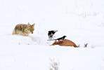 Coyote Canis latrans