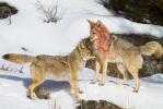 Coyote Canis latrans
