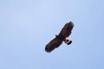 Crane Hawk, Geranospiza caerulescens, 