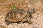 Desert Box Turtle, Terrapene ornata luteola