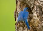 Eastern Bluebird (Sialia sialis) 