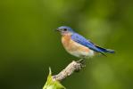 Eastern Bluebird (Sialia sialis) 