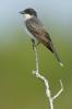 Eastern Kingbirds (Tyrannus tyrannus)